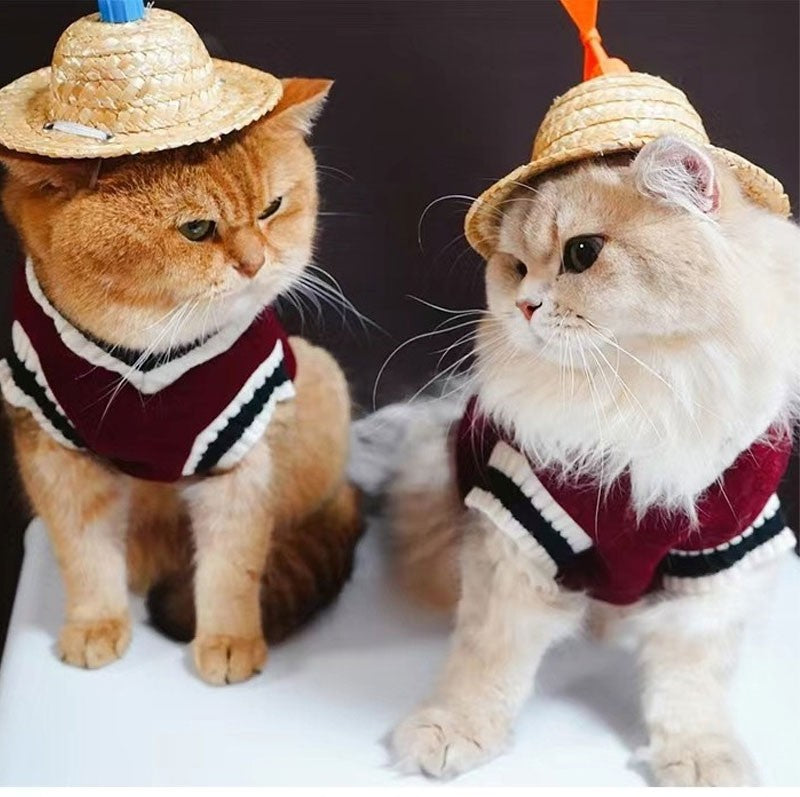 Roupa universitária para cães